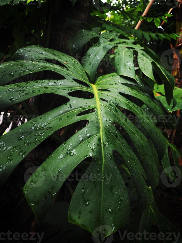 giant green monstera and background geen  fresh photo