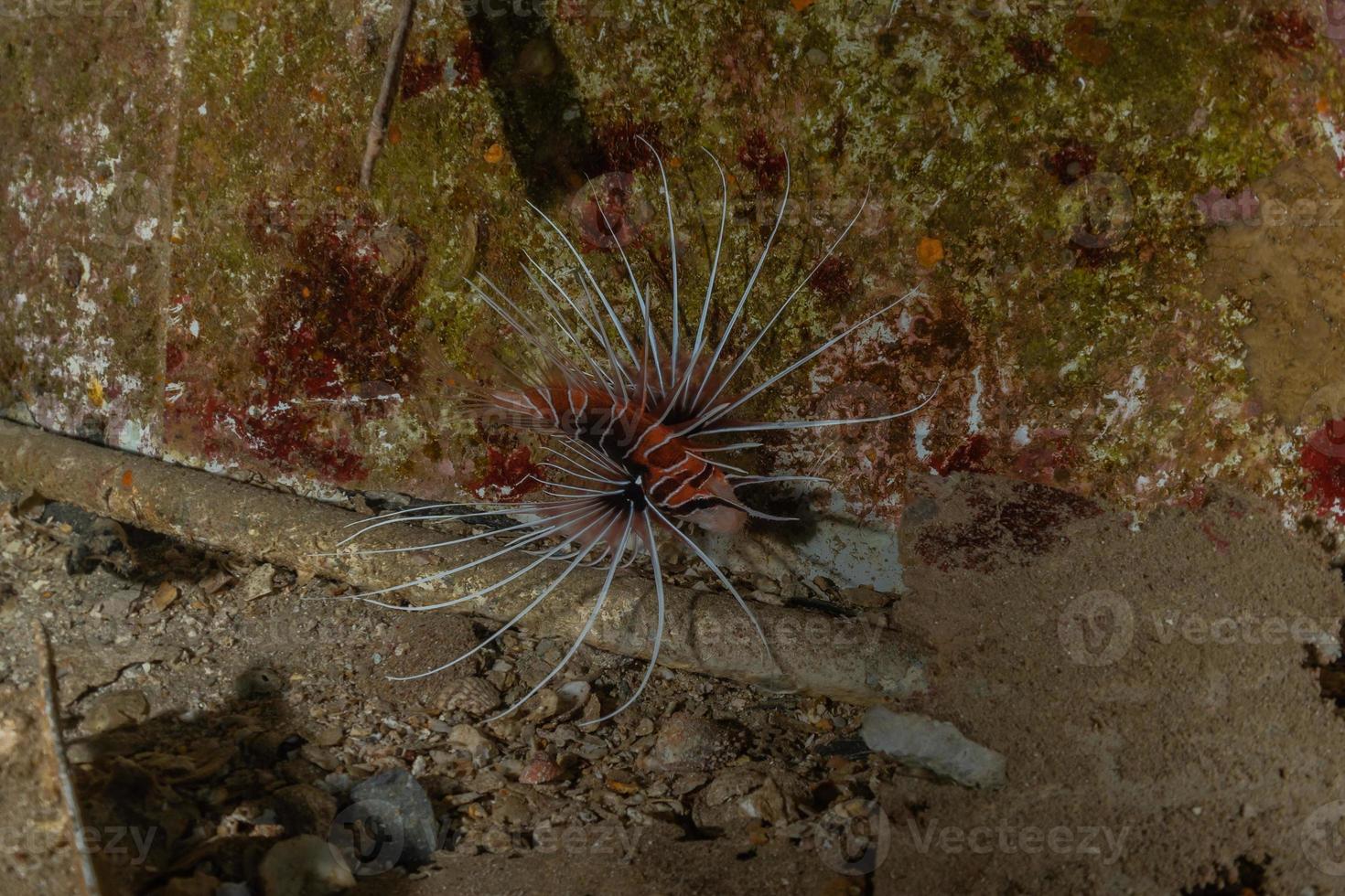 pez león en el mar rojo peces de colores, eilat israel foto