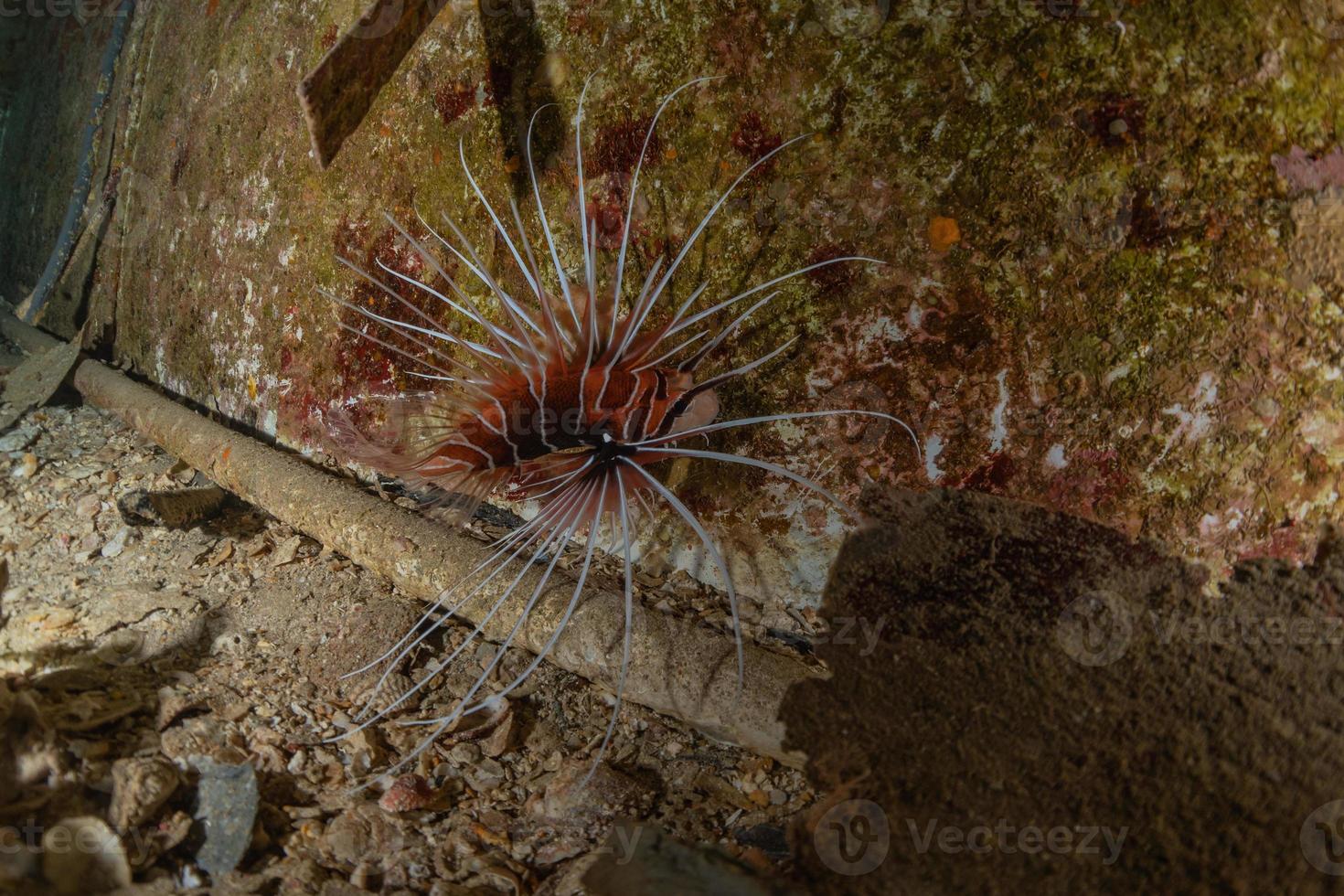 Lion fish in the Red Sea colorful fish, Eilat Israel photo