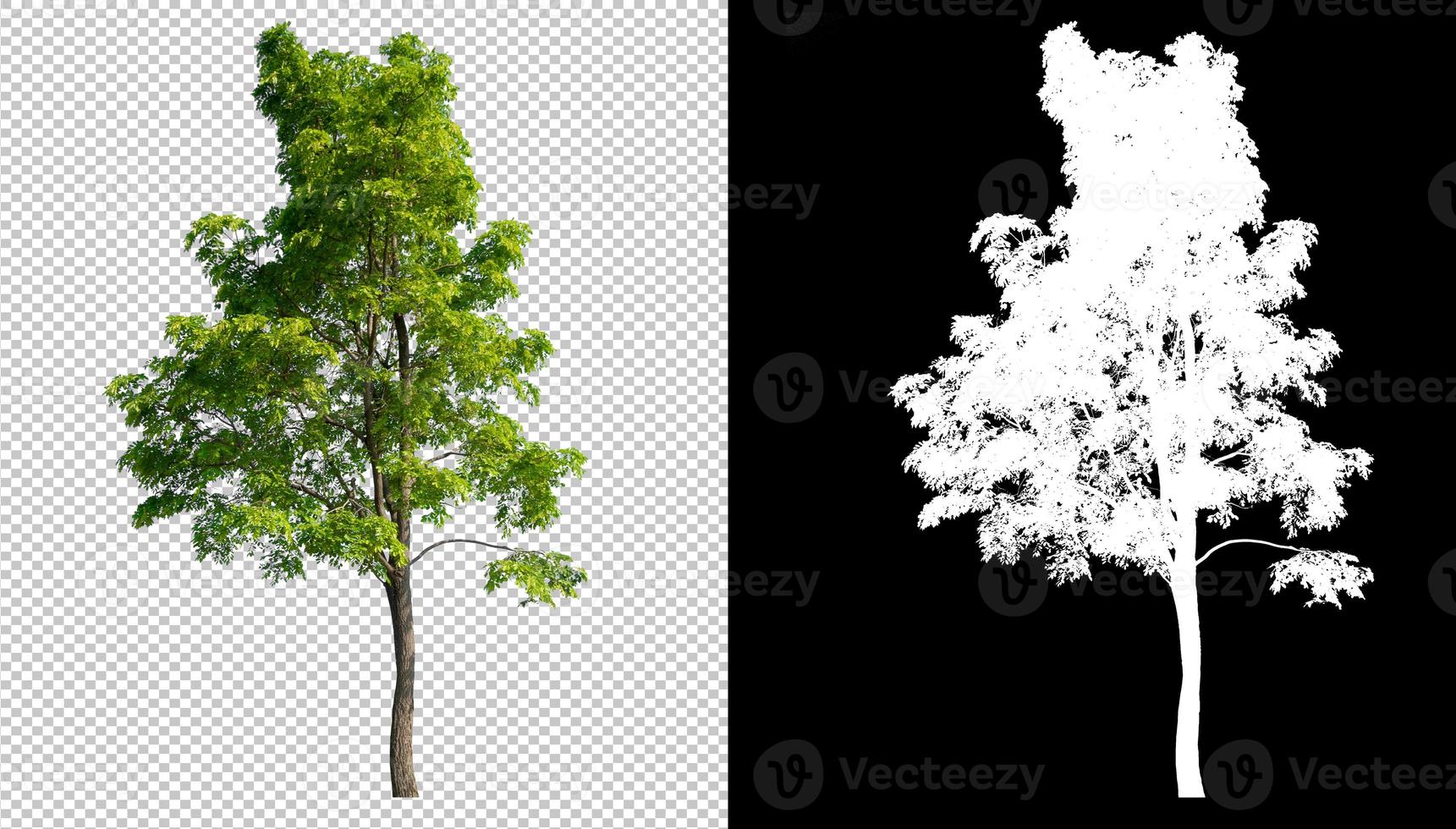 Green tree on transparent background picture with clippings path inside of picture and alpha Channel photo