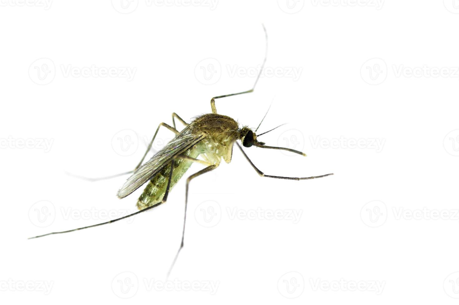 Mosquito on white background photo