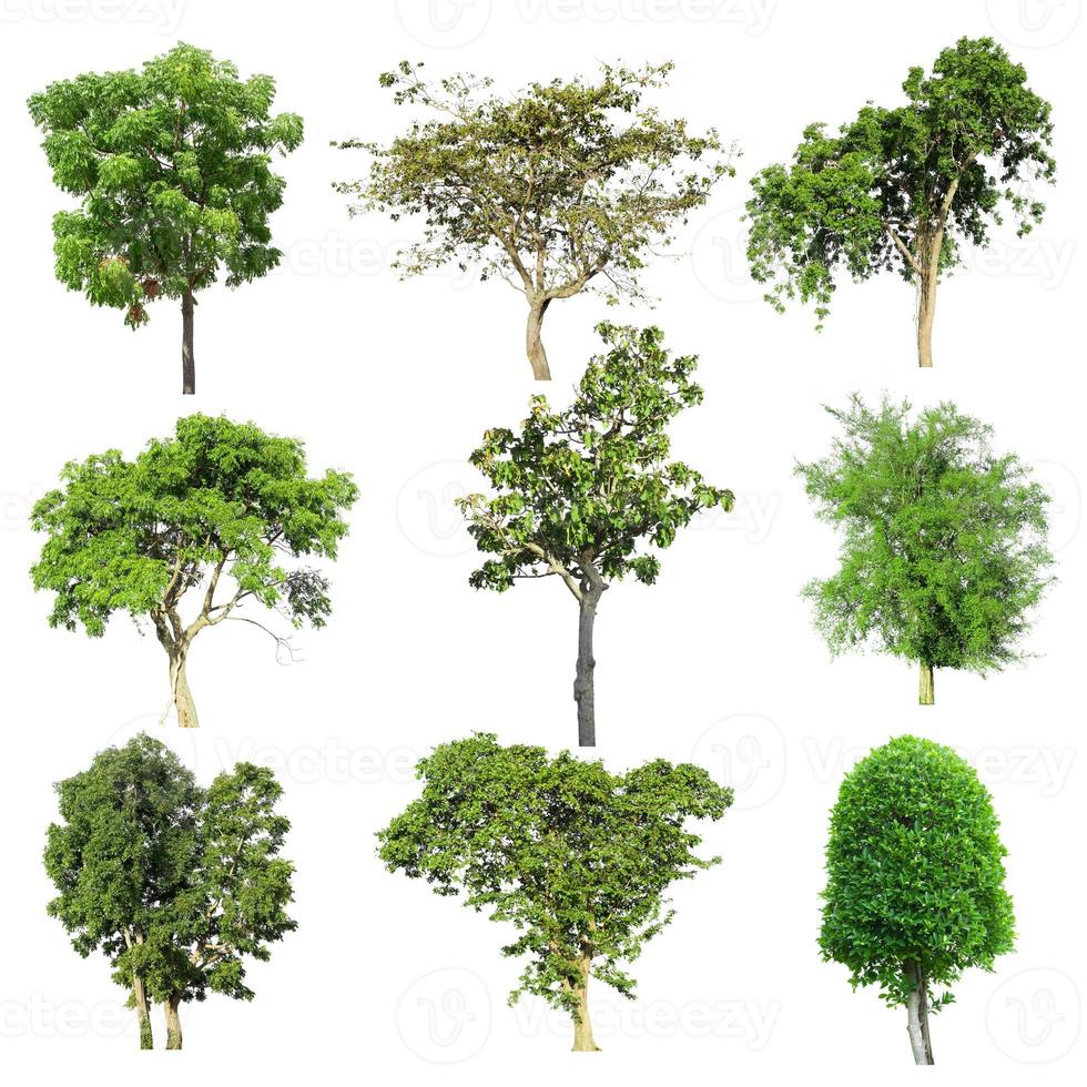 Tree collection set isolated on white background photo