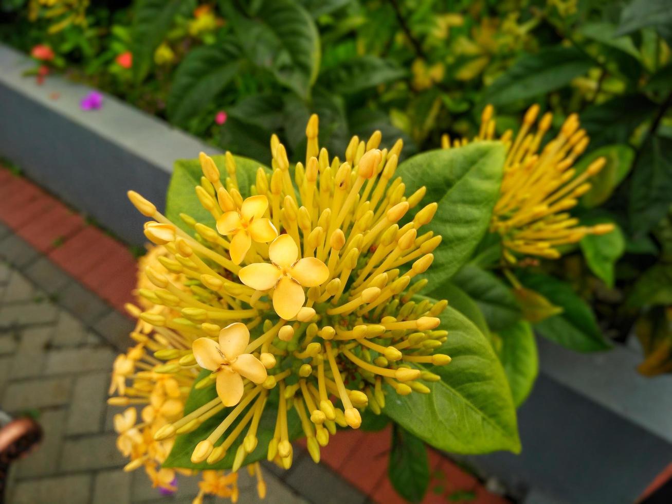 Yellow flowers in the flowers garden photo