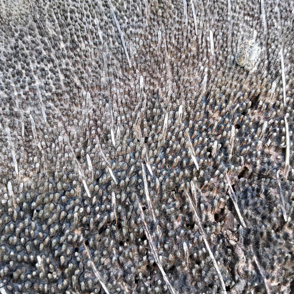 cross section in the trunk of a palm tree that has been cut down for some time photo