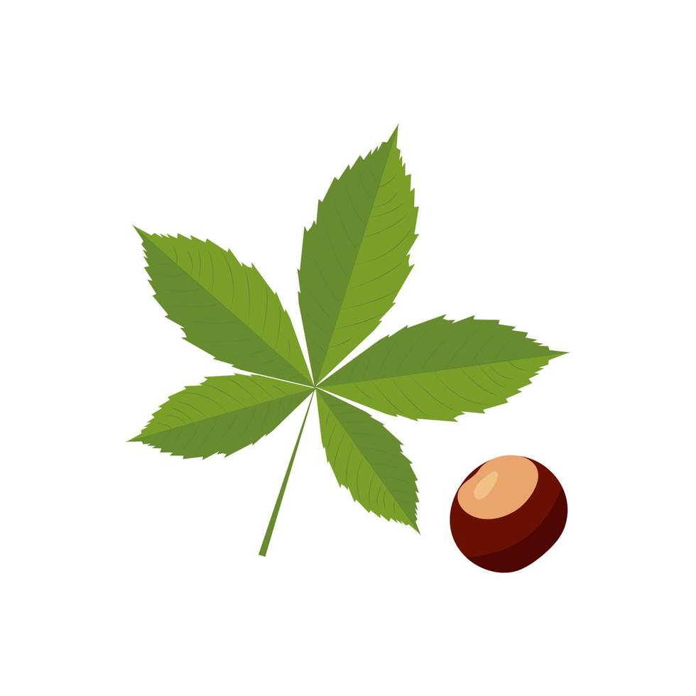 Horse chestnut. Chestnut leaf,medical plant.Vector illustration isolated on white background vector