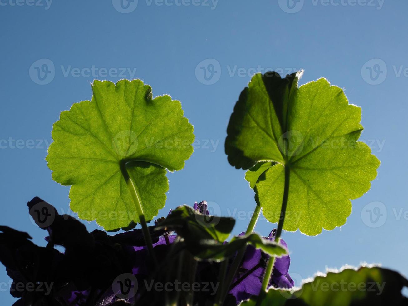 house plant leaf against the sky photo