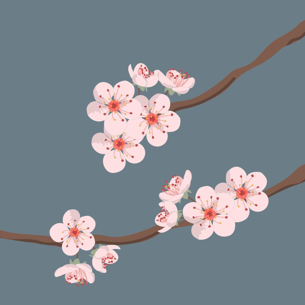 Cherry blossom branches. Flowers isolated on a blue background vector