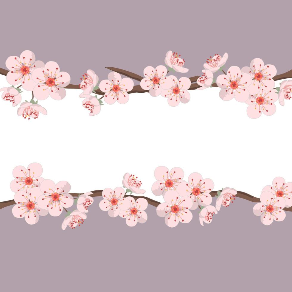 Cherry blossom branches frame. Flowers isolated. Vector illustration