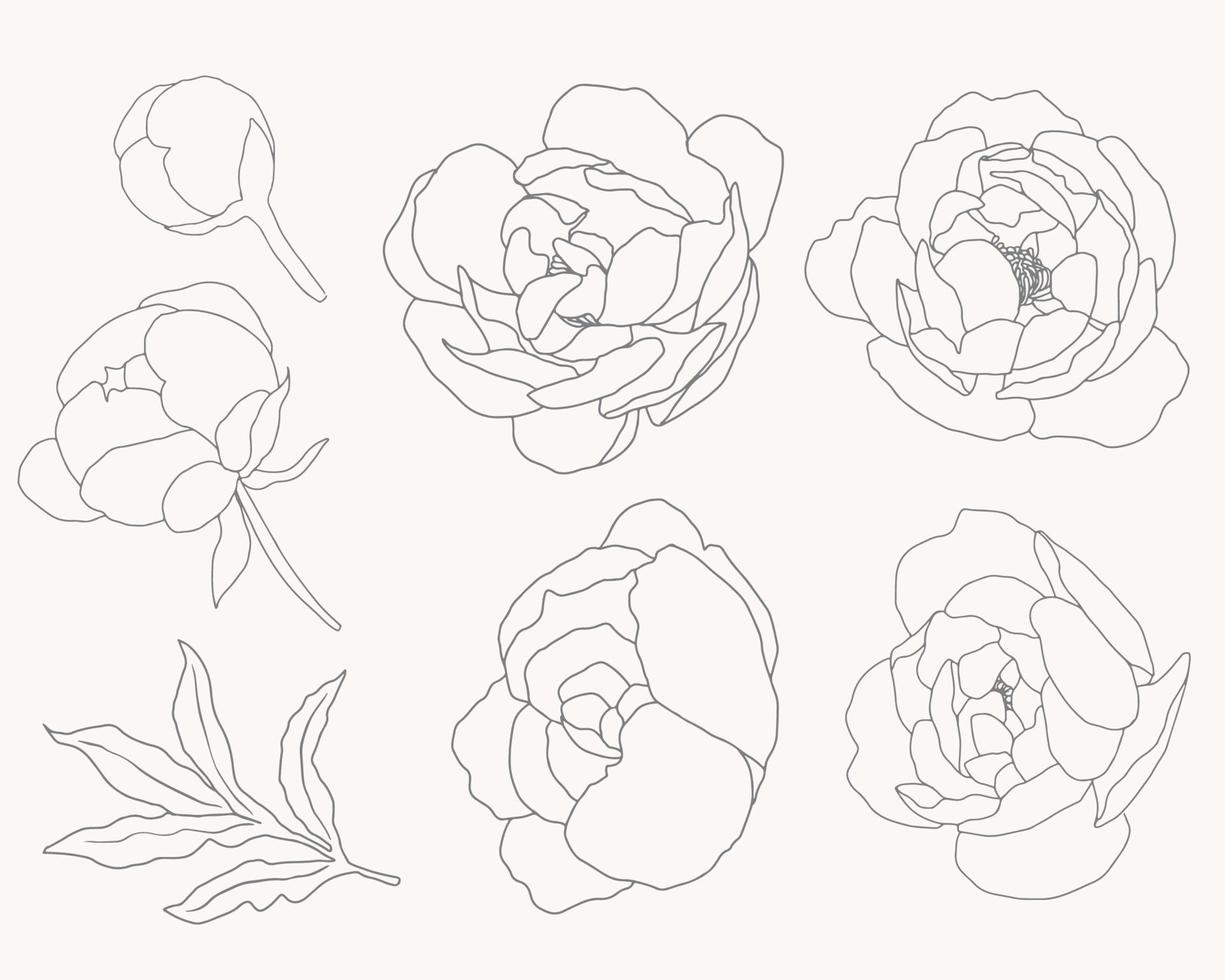 doodle line art peony flower bouquet elements collection vector