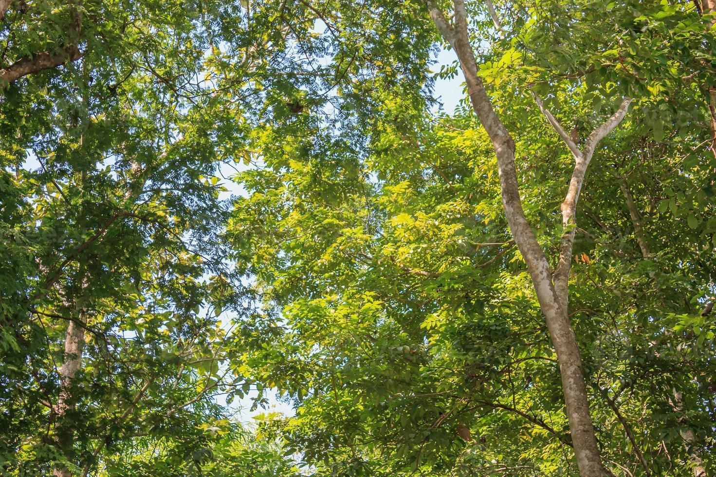 forest trees. nature green wood sunlight backgrounds photo