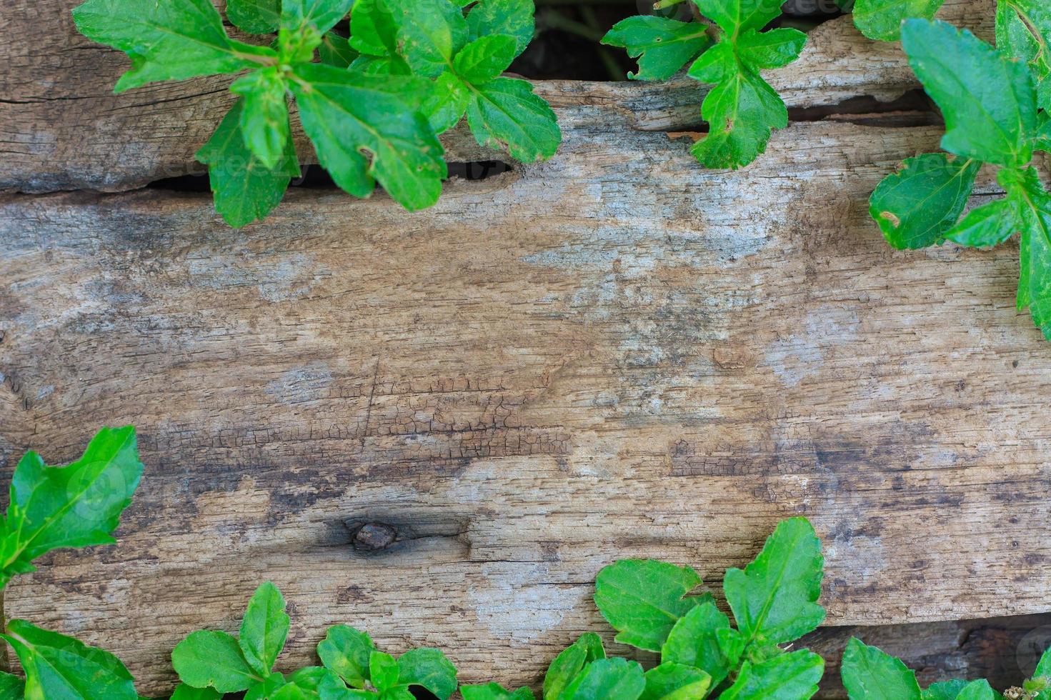 green ivy leaves over wooden background with copy space photo