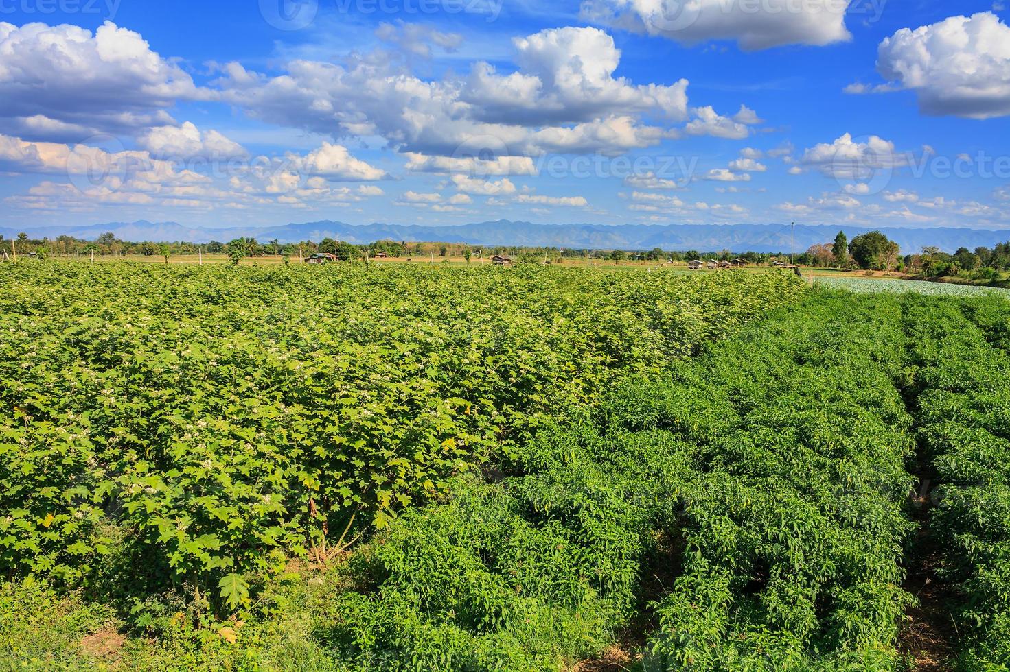 agriculture field close up photo