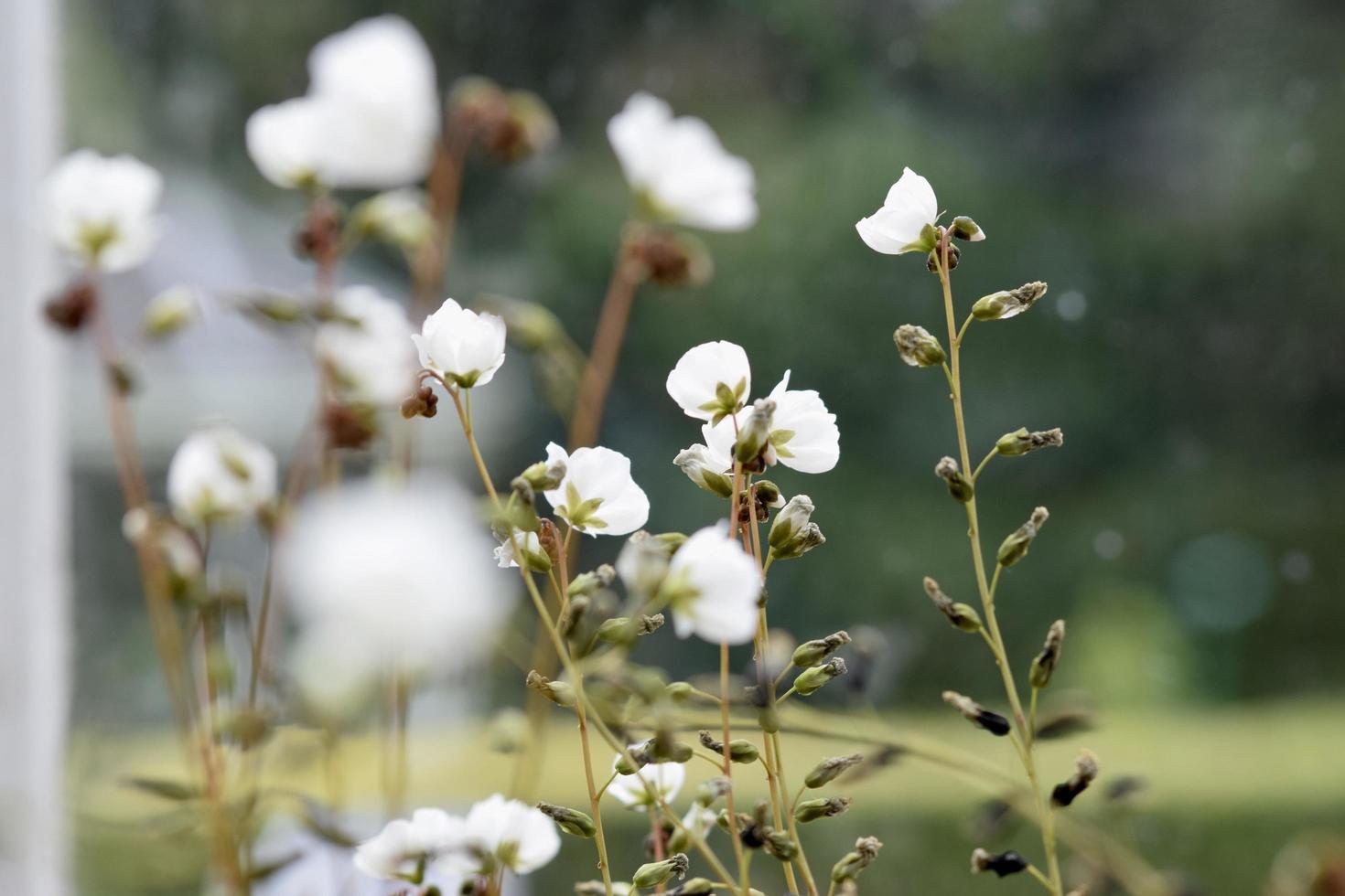 flores y naturaleza, jardín del reino unido foto