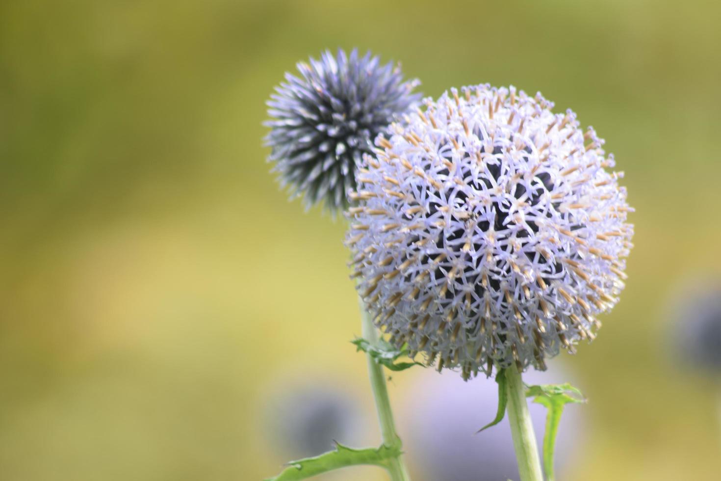 flores y naturaleza, jardín del reino unido foto