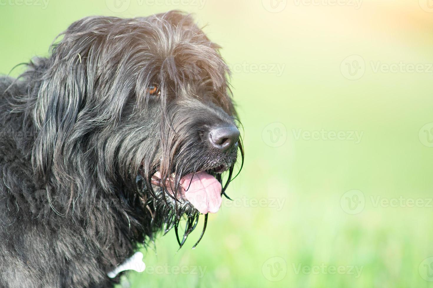 Bergamo sheepdog on a blurred meadow background in summer photo