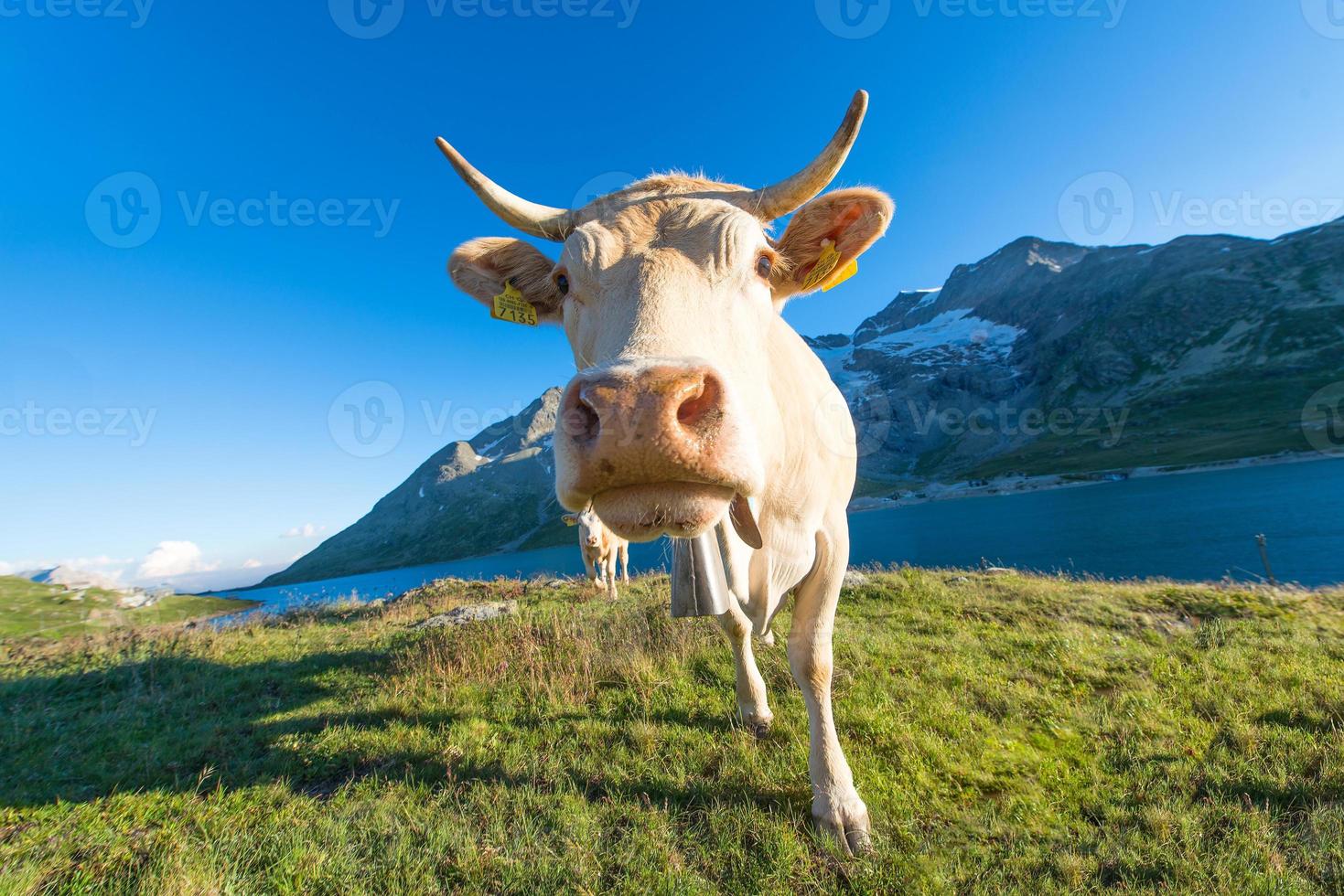 vaca en pastos alpinos altos en los alpes suizos foto