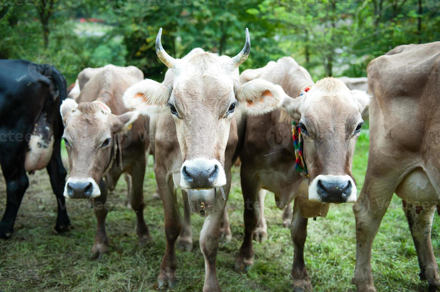 Cow with horns sharp photo