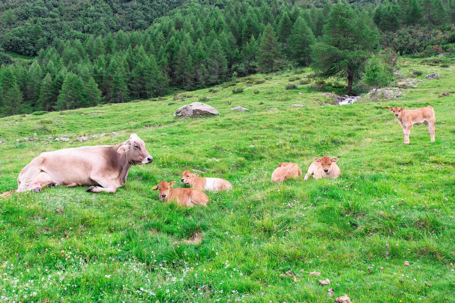 vaca con corderitos en un pasto de montaña foto