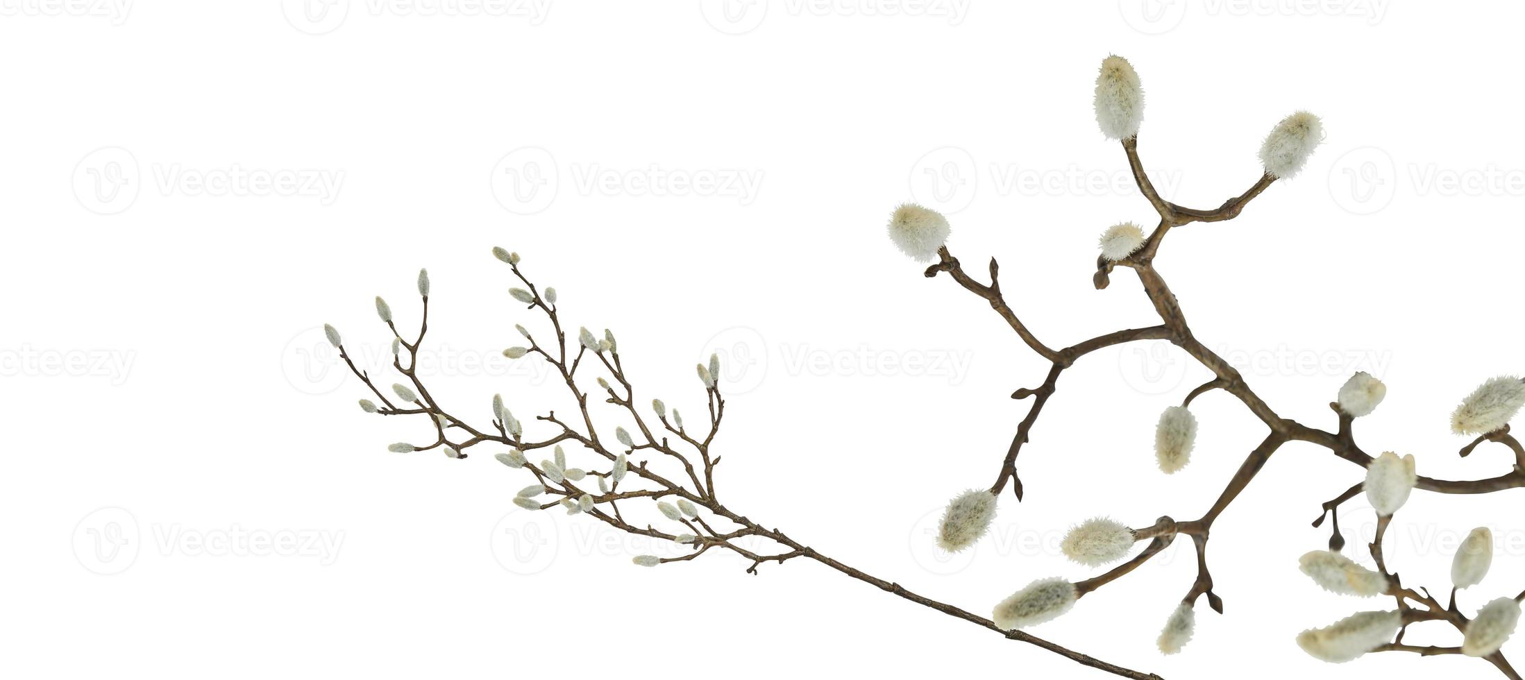 beautiful flower full bloom isolated on background with cutout clipping path photo