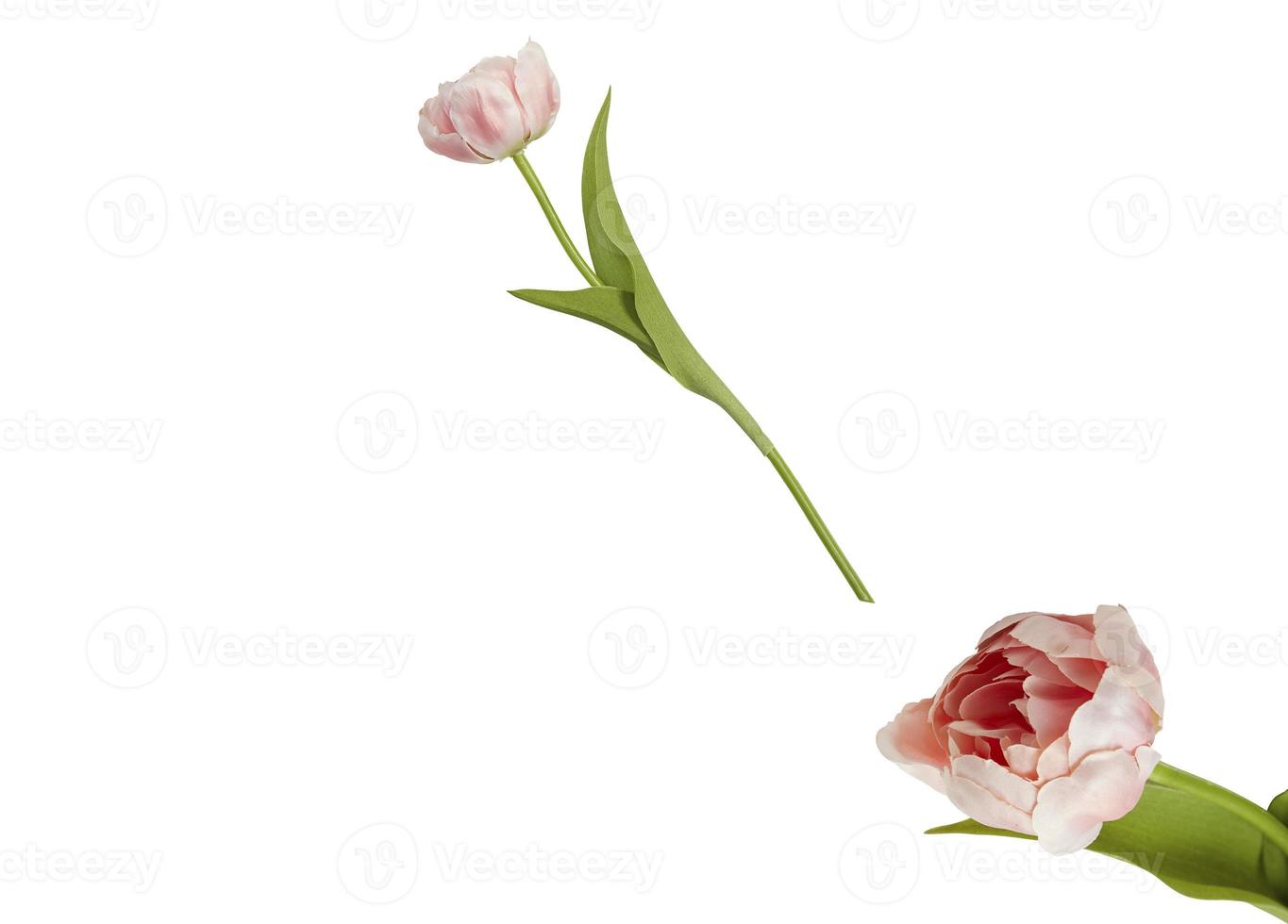 hermosa flor plena floración aislada en el fondo con un trazado de recorte recortado foto