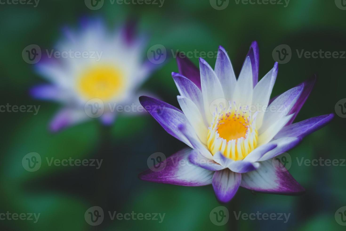 beautiful waterlily or lotus flower in the lake photo