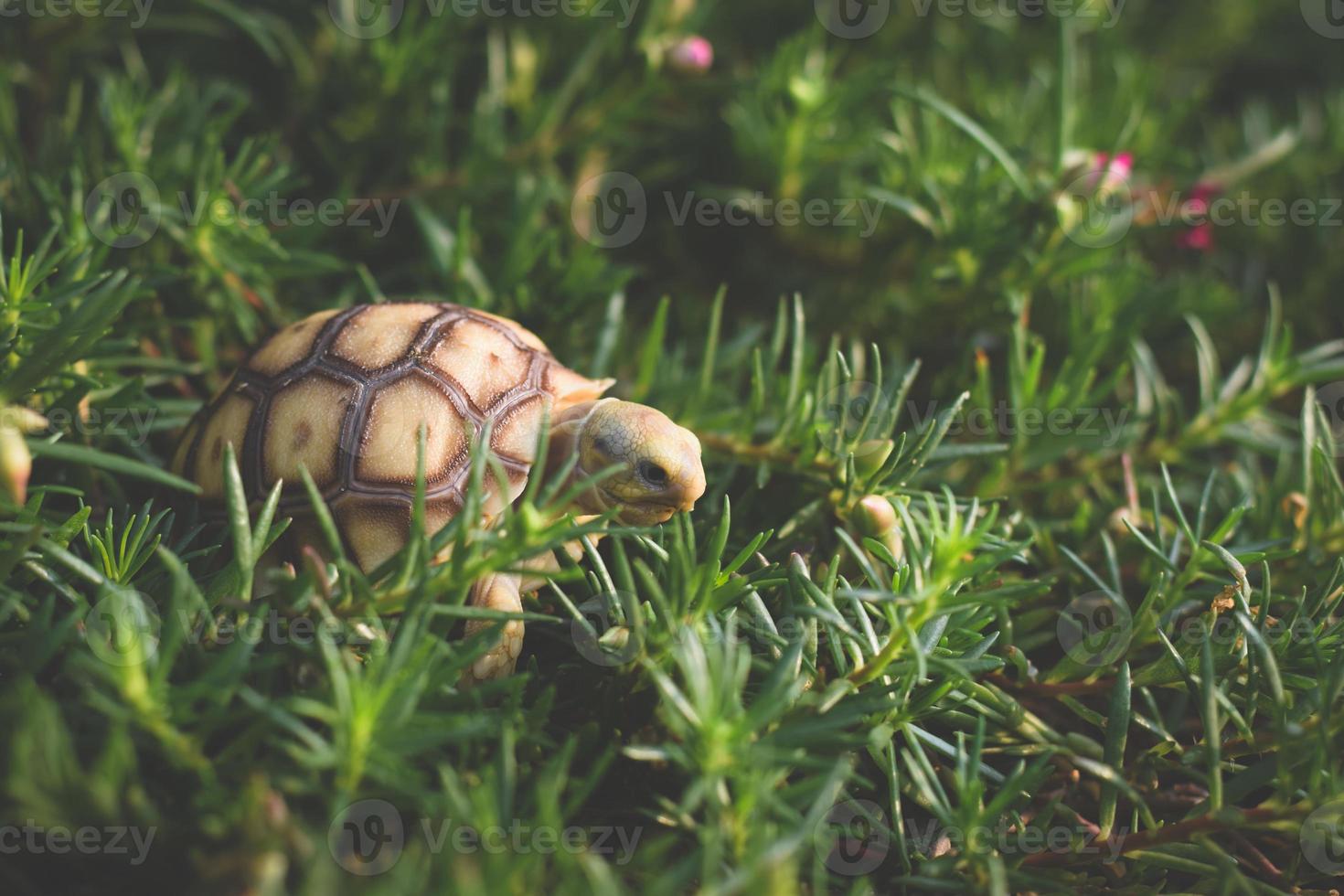 sulcata tortoise walking and eating  grass. photo