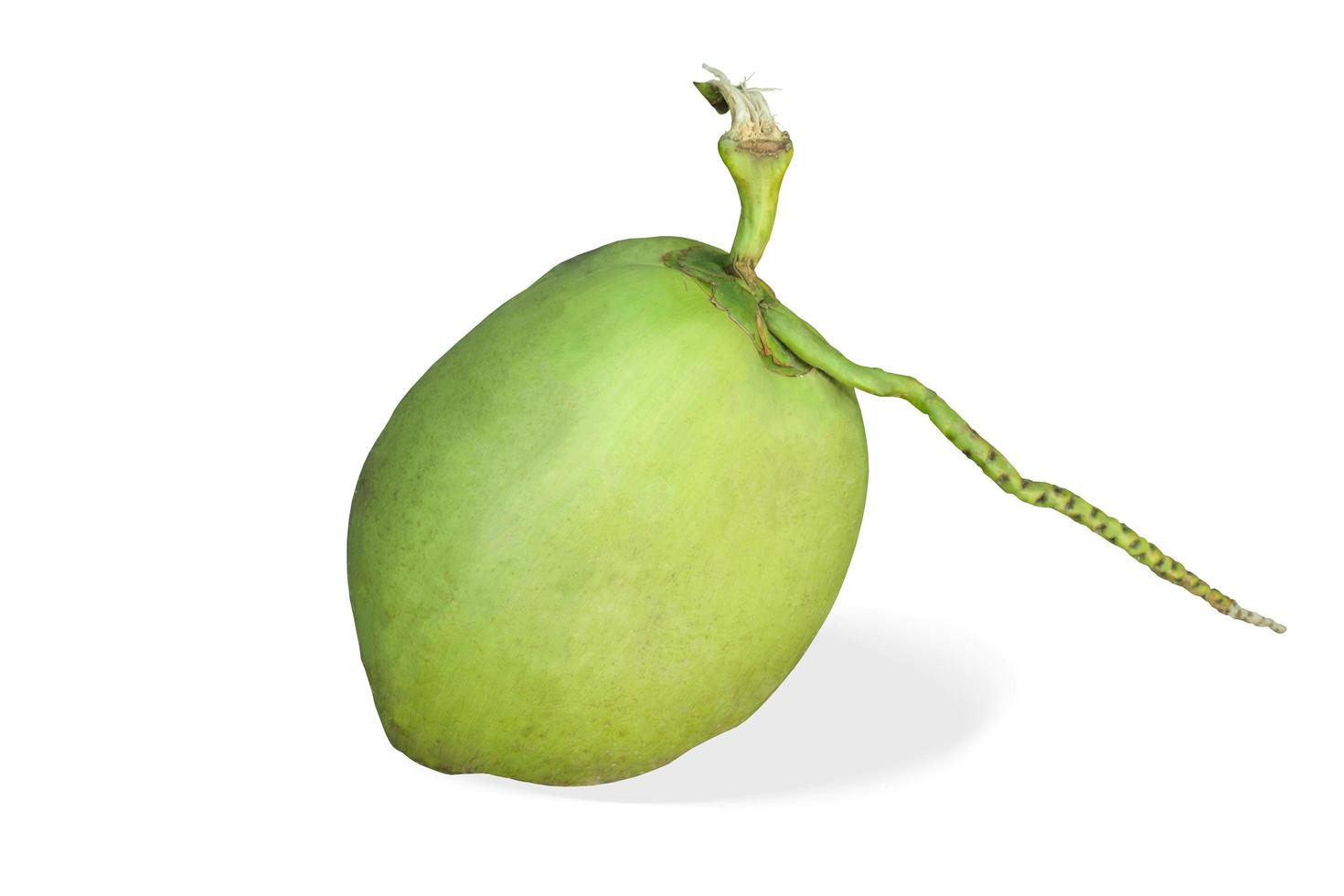 Fresh green coconut fruit with shadow. On isolated white background. And clipping path. photo