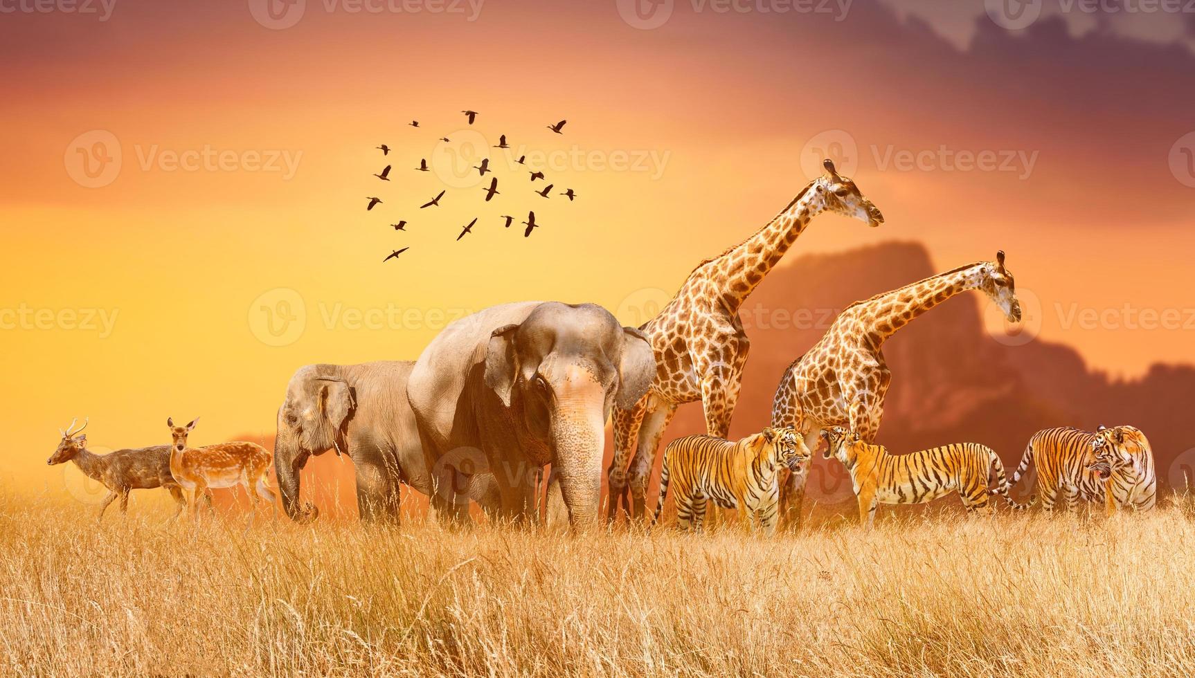 World Wildlife Day  Groups of wild beasts were gathered in large herds in the open field in the evening when the golden sun was shining. photo