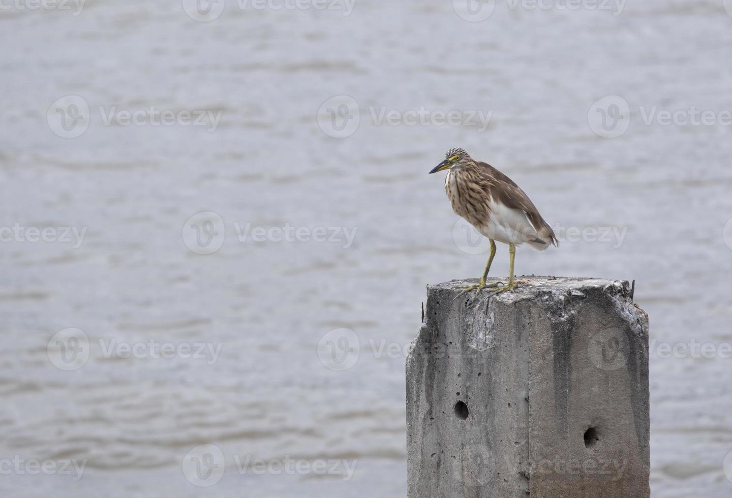 sea bird see left side and stand on pier for hunt animal food in water. animal wild life in thailand coast. photo