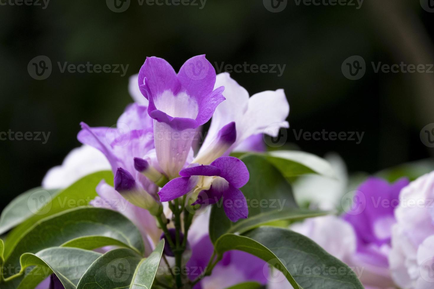 grupo de mansoa alliacea púrpura fresco floreciendo y capullos de flores de vid al aire libre en el jardín botánico. foto