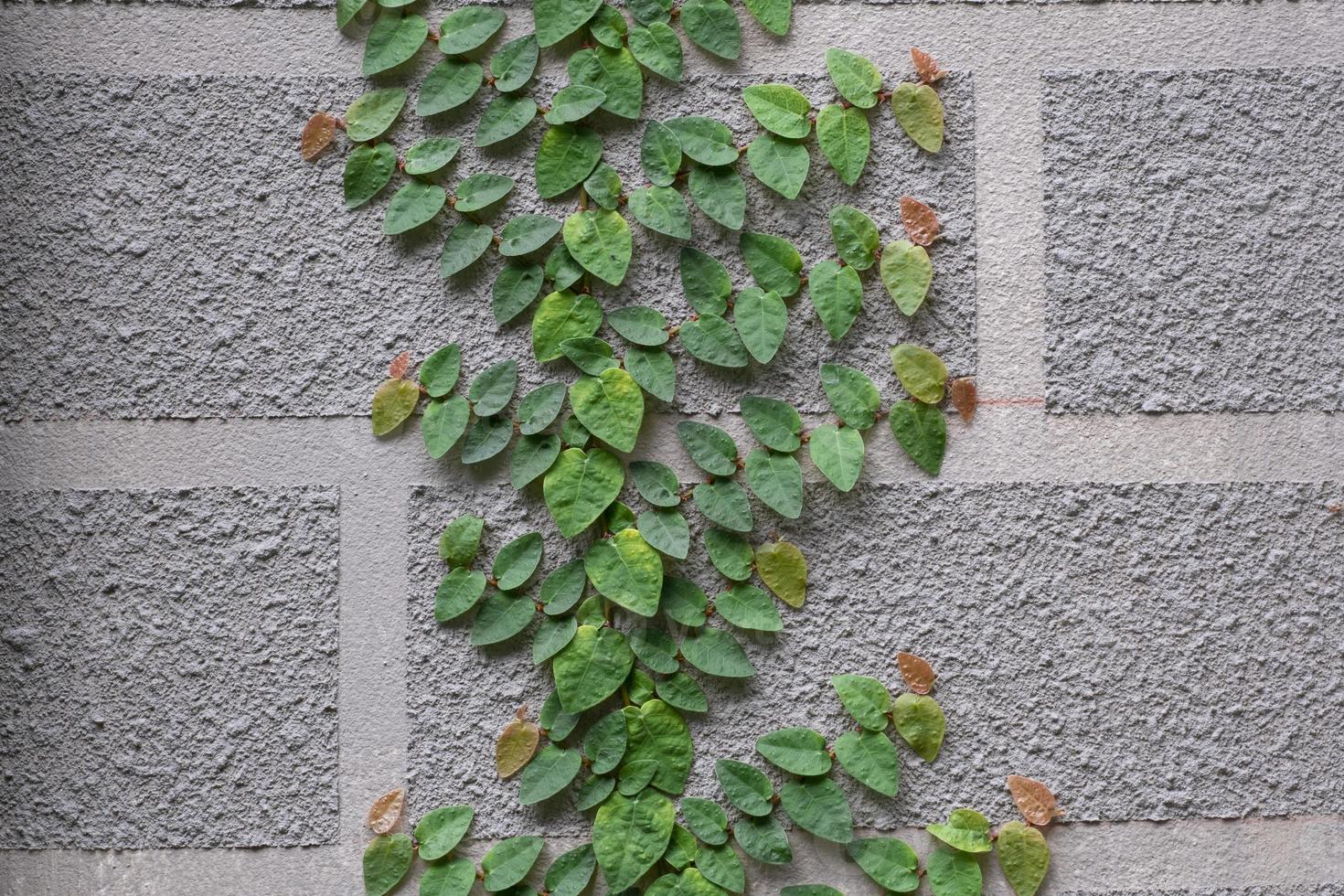 green ficus pumila ivy plant wall brick adhesion white with gray cement  background and copy space. photo
