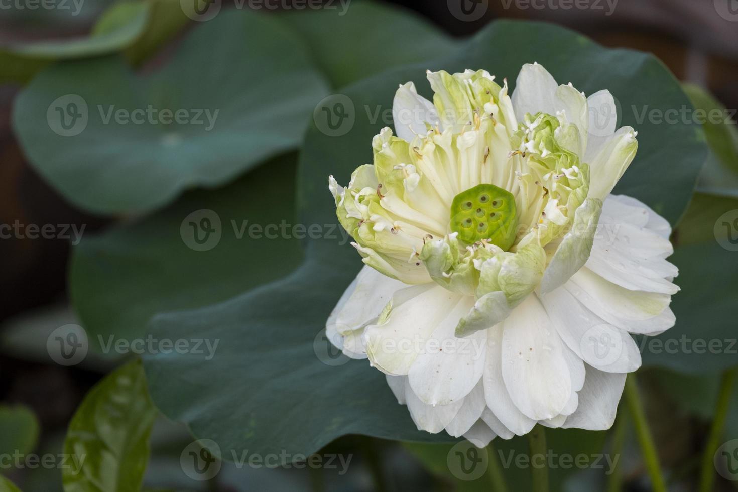 loto blanco fresco de belleza que florece con hojas verdes de varias capas. suave agua limpia lirio pétalo flor pacífica foto