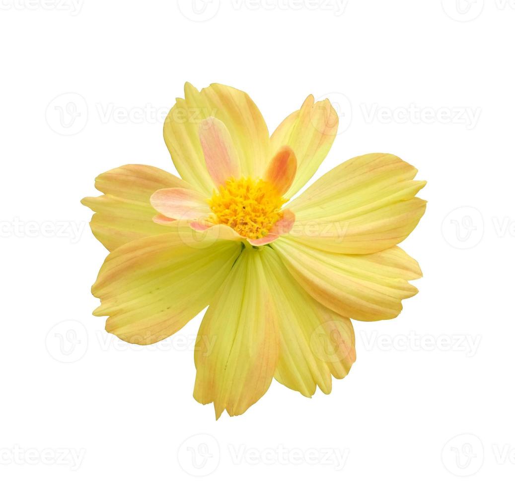 beauty fresh top view  pink yellow cosmos flower blooming and orange pollen. Isolated on white background with clipping path. photo