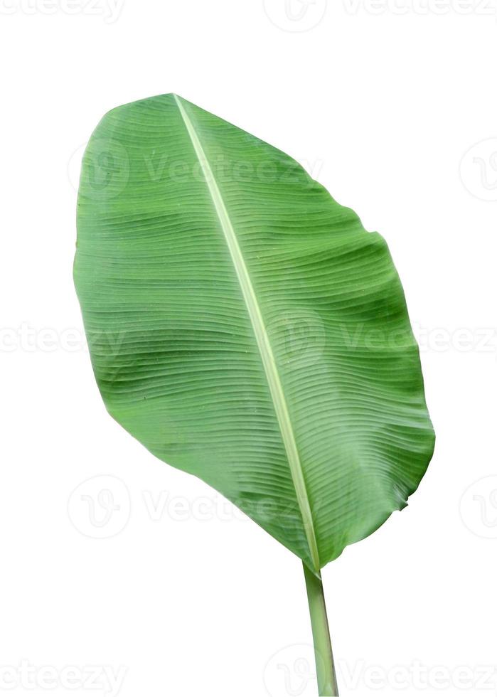 Fresh abstract green banana leaf color. Isolated on white background with clipping path photo