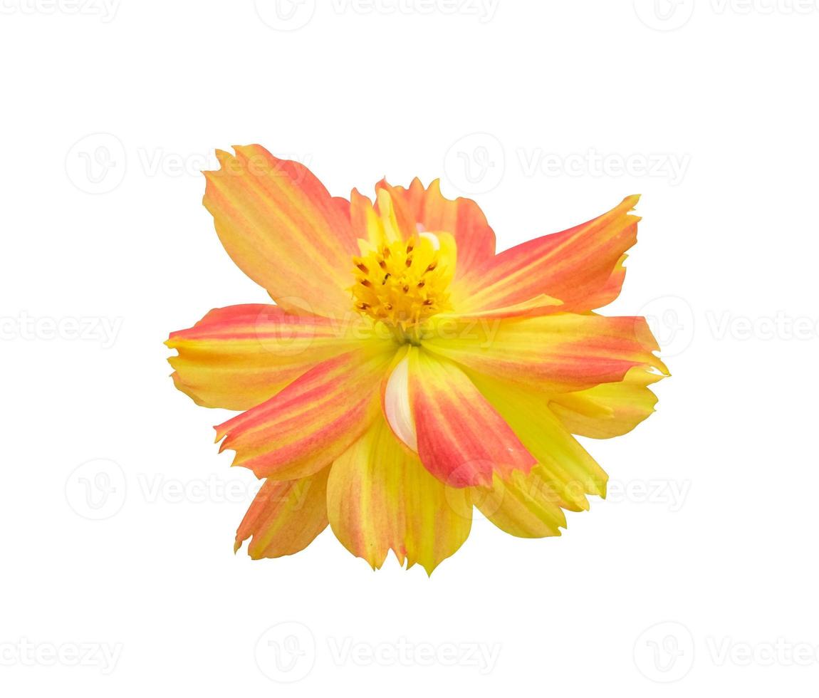 belleza vista superior fresca flor de cosmos amarillo naranja floreciendo y polen naranja. aislado sobre fondo blanco con trazado de recorte. foto