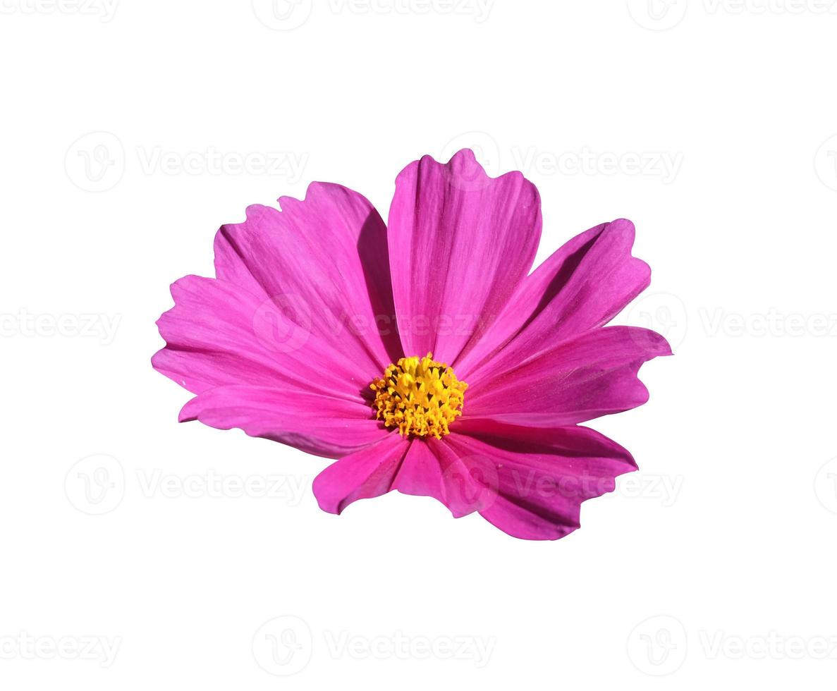 beauty fresh top side view  pink violet cosmos flower blooming and yellow pollen. Isolated on white background with clipping path. photo
