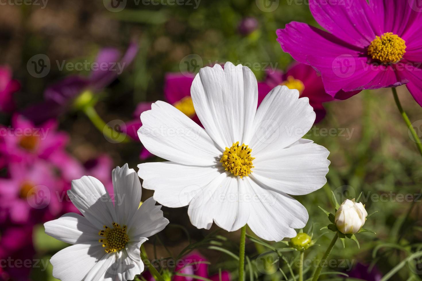 flor de cosmos rosa púrpura y blanca macro fresca que florece en el parque jardín botánico natural foto