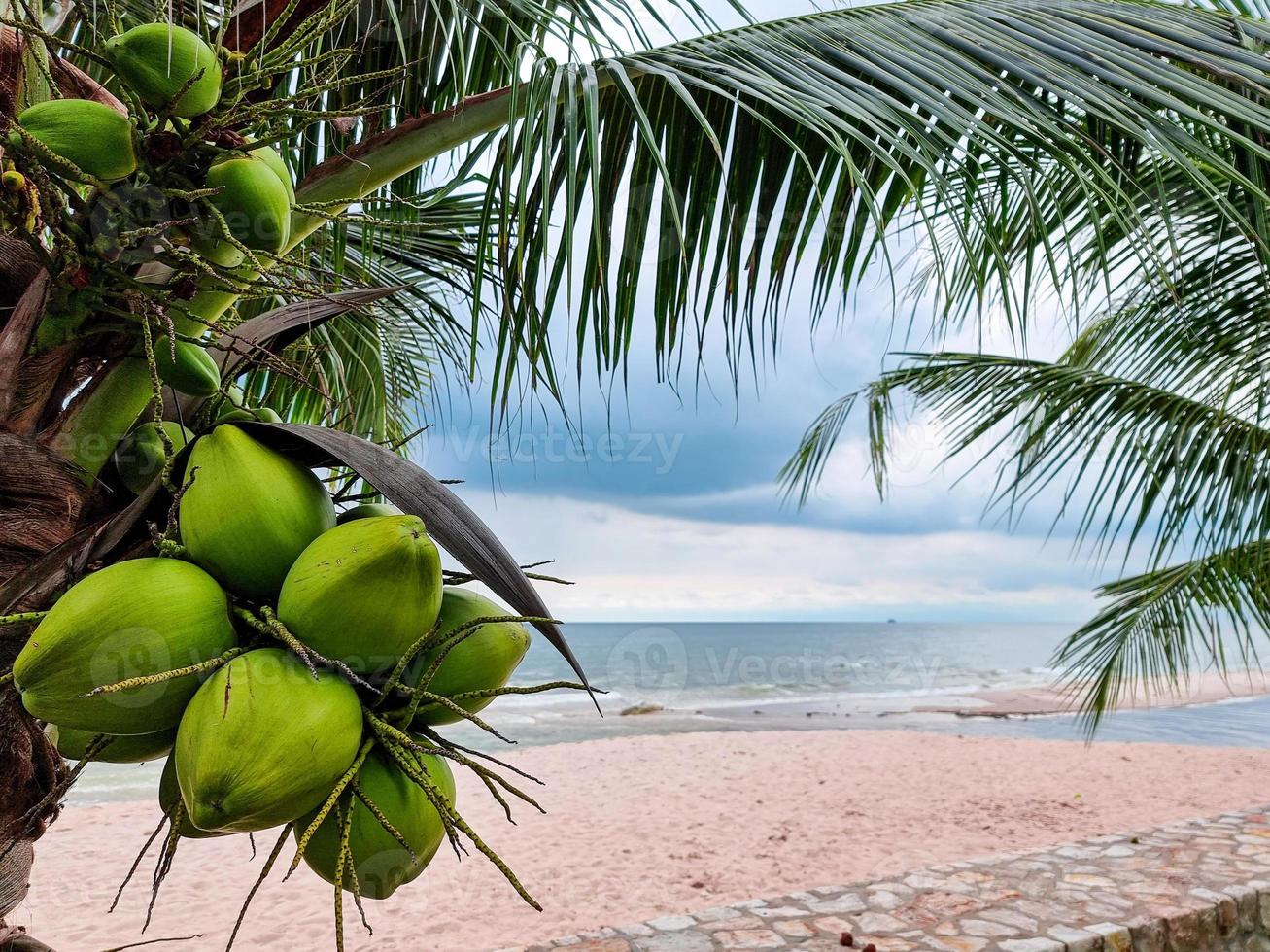 grupo de frutas orgánicas de coco colgando de la playa de arena de árboles de rama. jugo de agua bebida saludable. foto