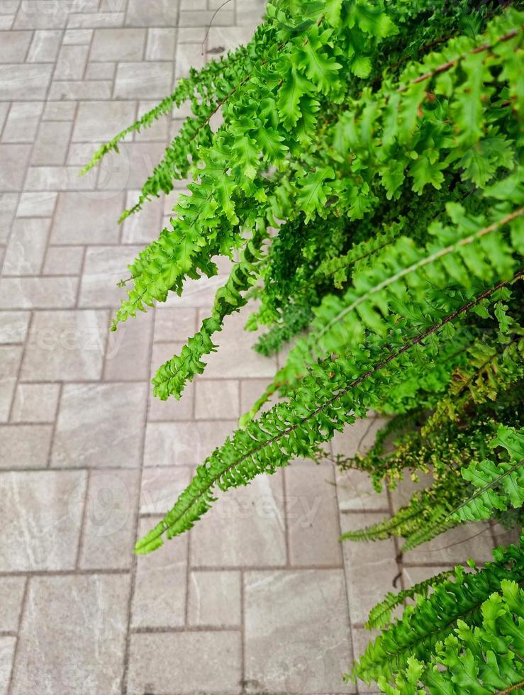 fresh green fern leaves in botany garden and brick walk background. natural greenery pattern tropical rainforest wild park photo