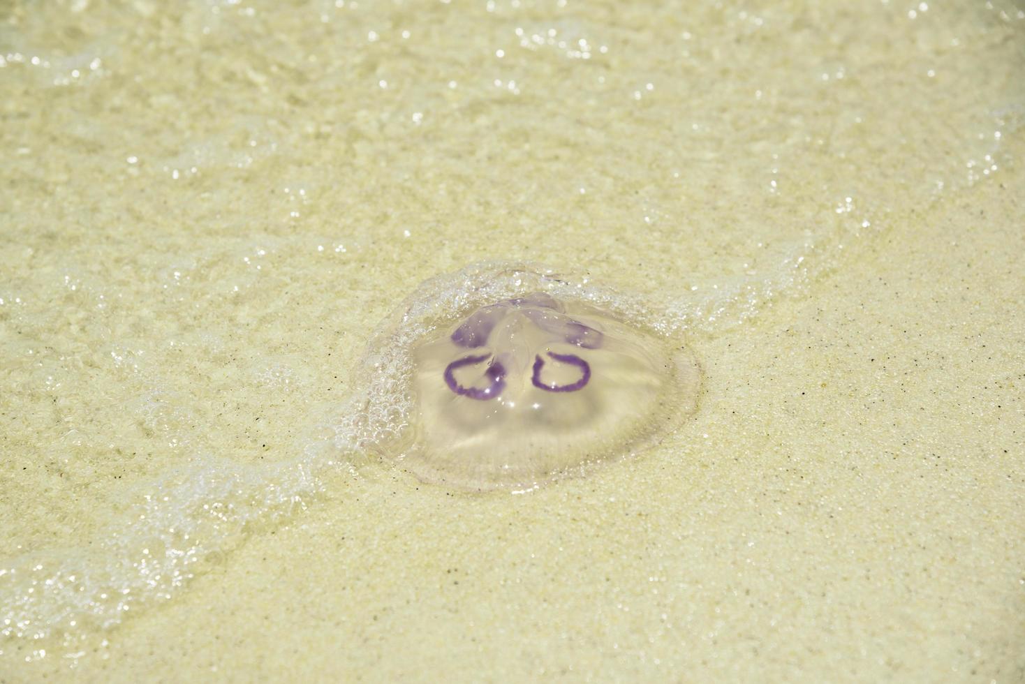 A jellyfish on the beach photo