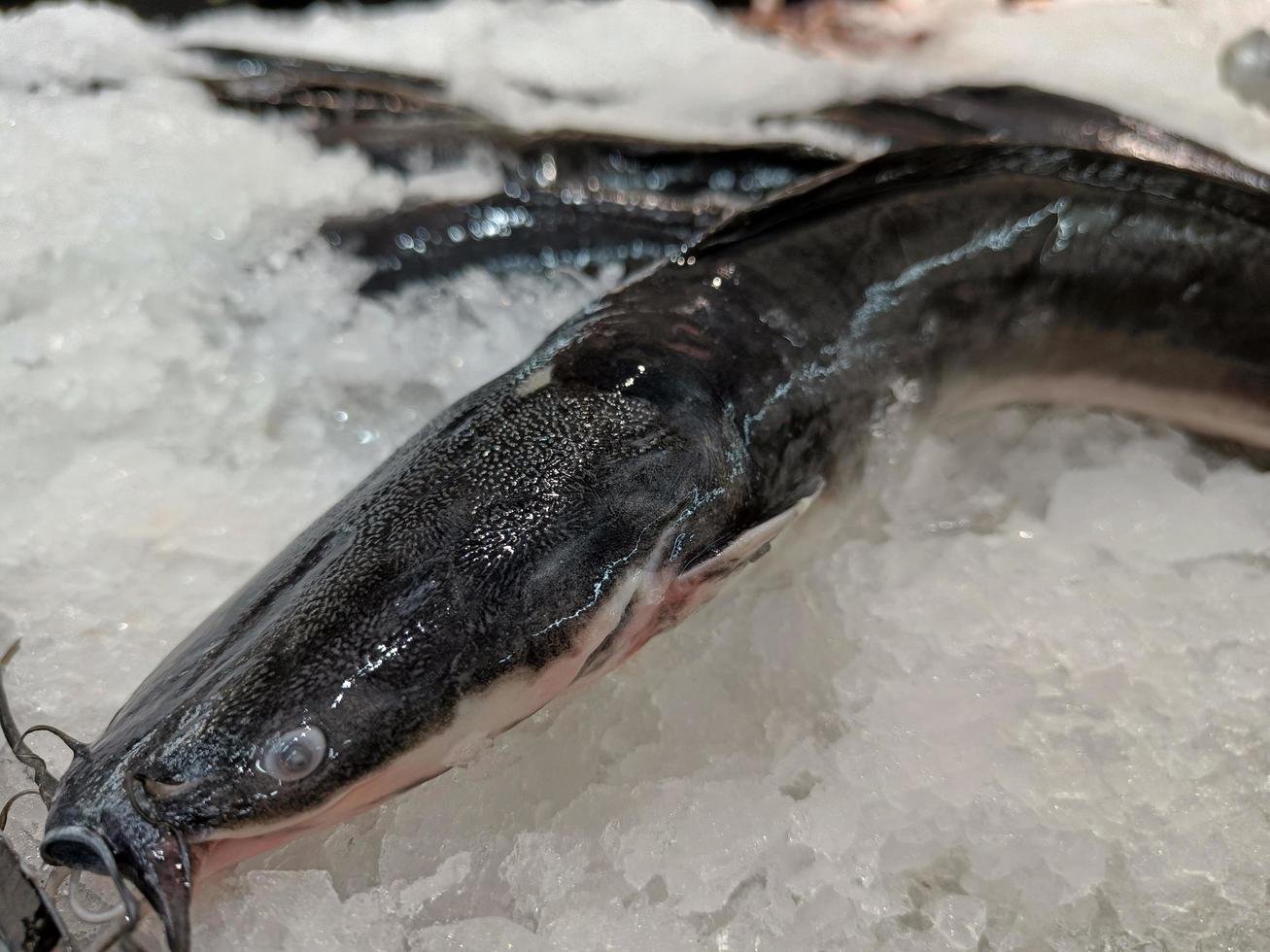 Catfish on ice for sale in Thailand market photo
