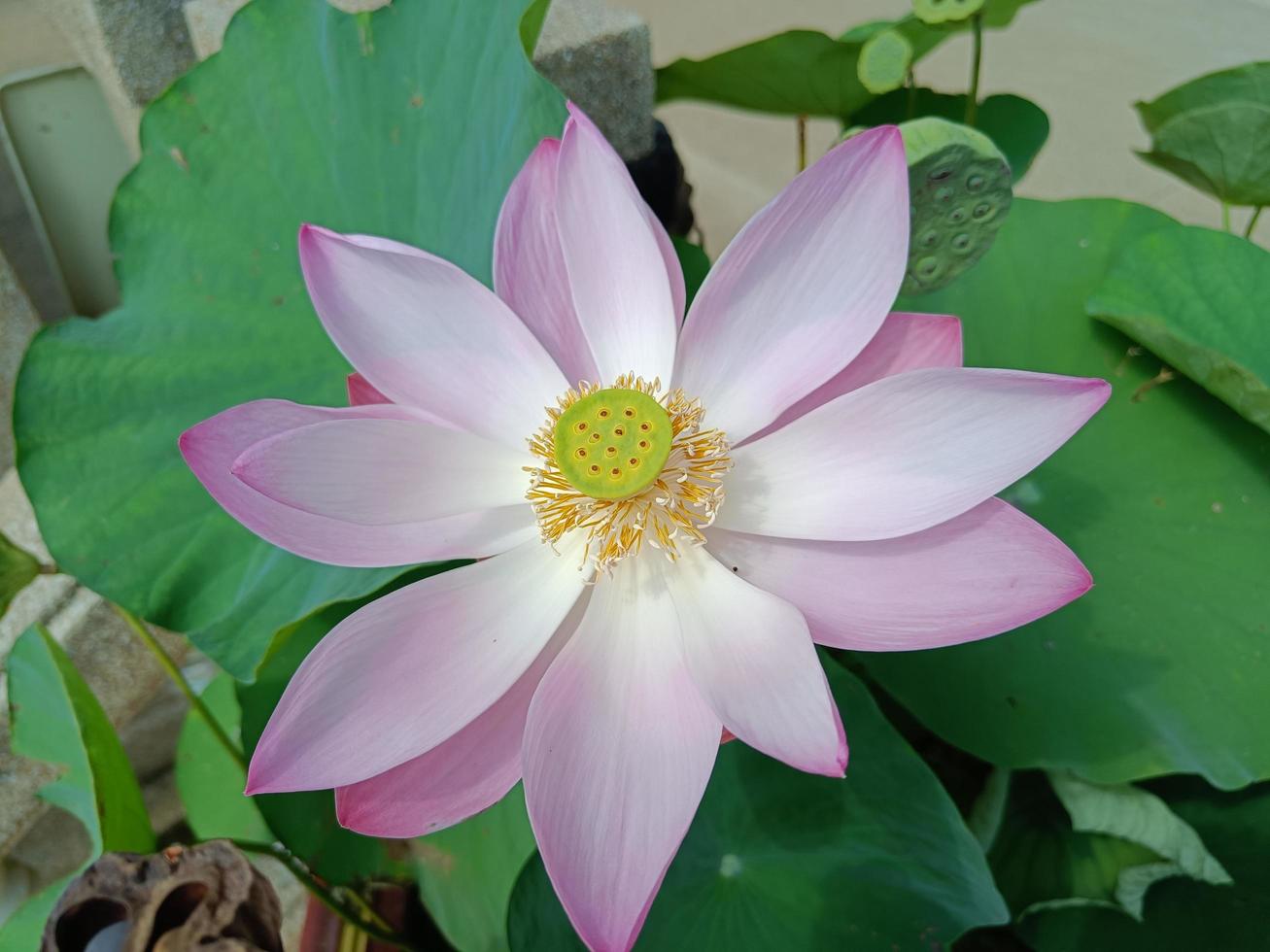 Big beautiful pink water lily or lotus flower in pond. photo