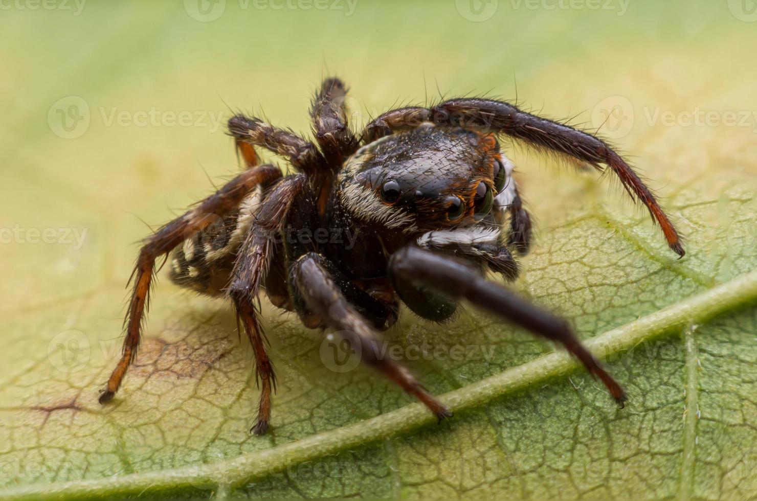 Close up jumping spiders on the wall photo