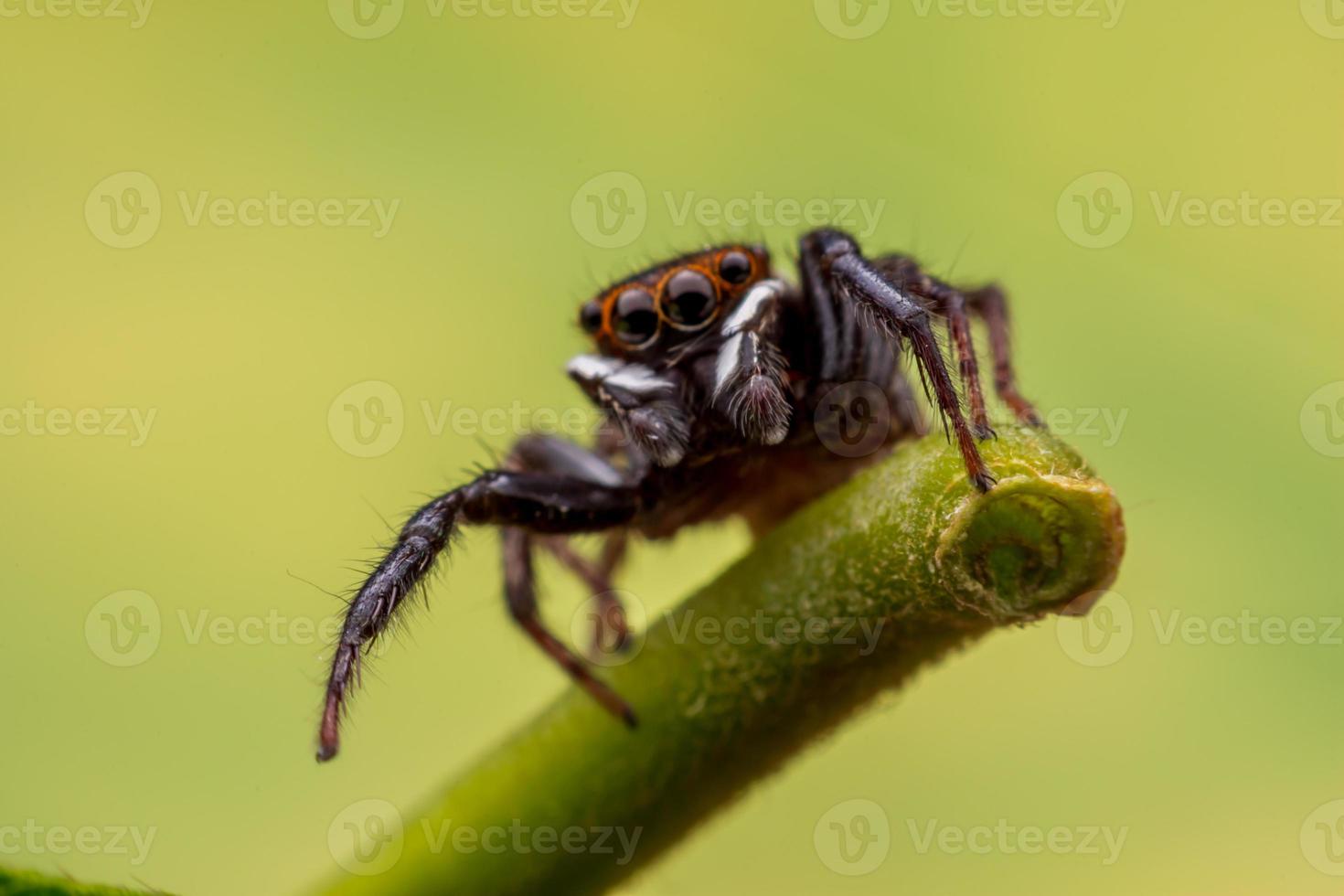 Close up jumping spiders on the wall photo