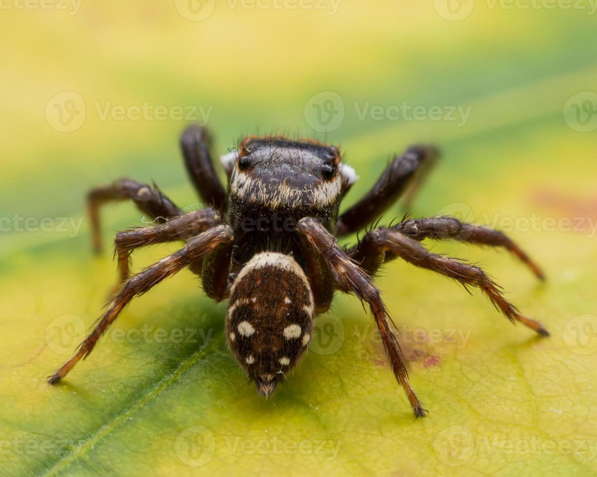 Close up jumping spiders on the wall photo