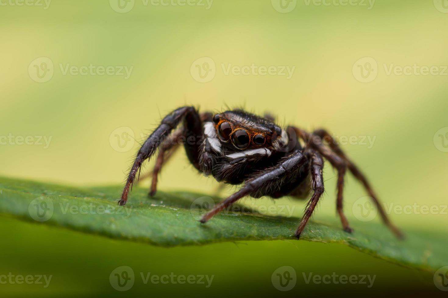 Close up jumping spiders on the wall photo