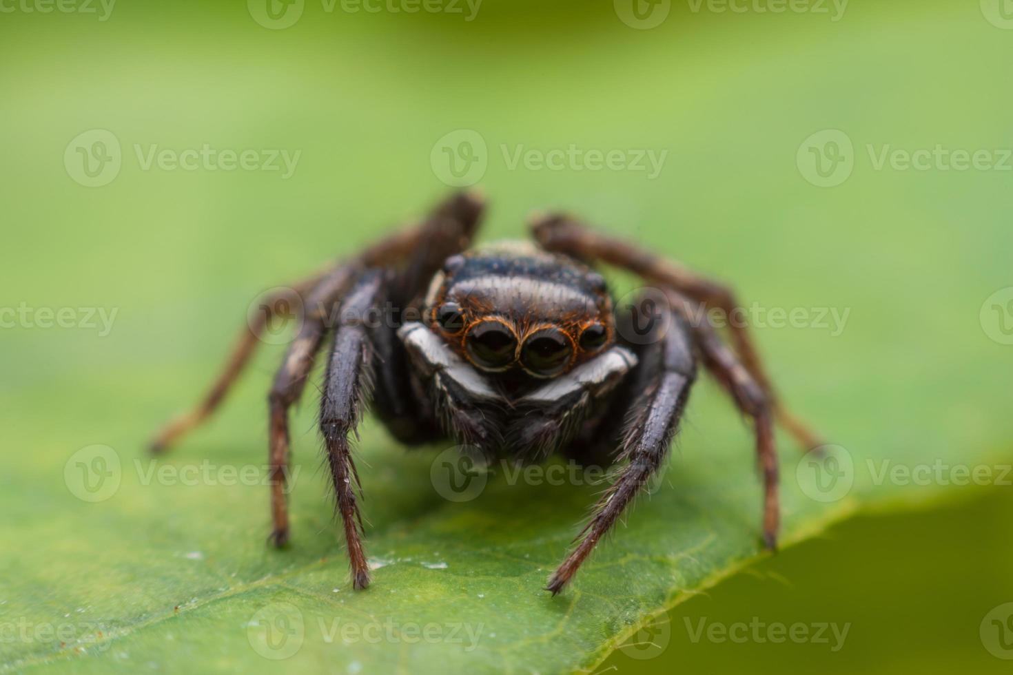 Close up jumping spiders on the wall photo