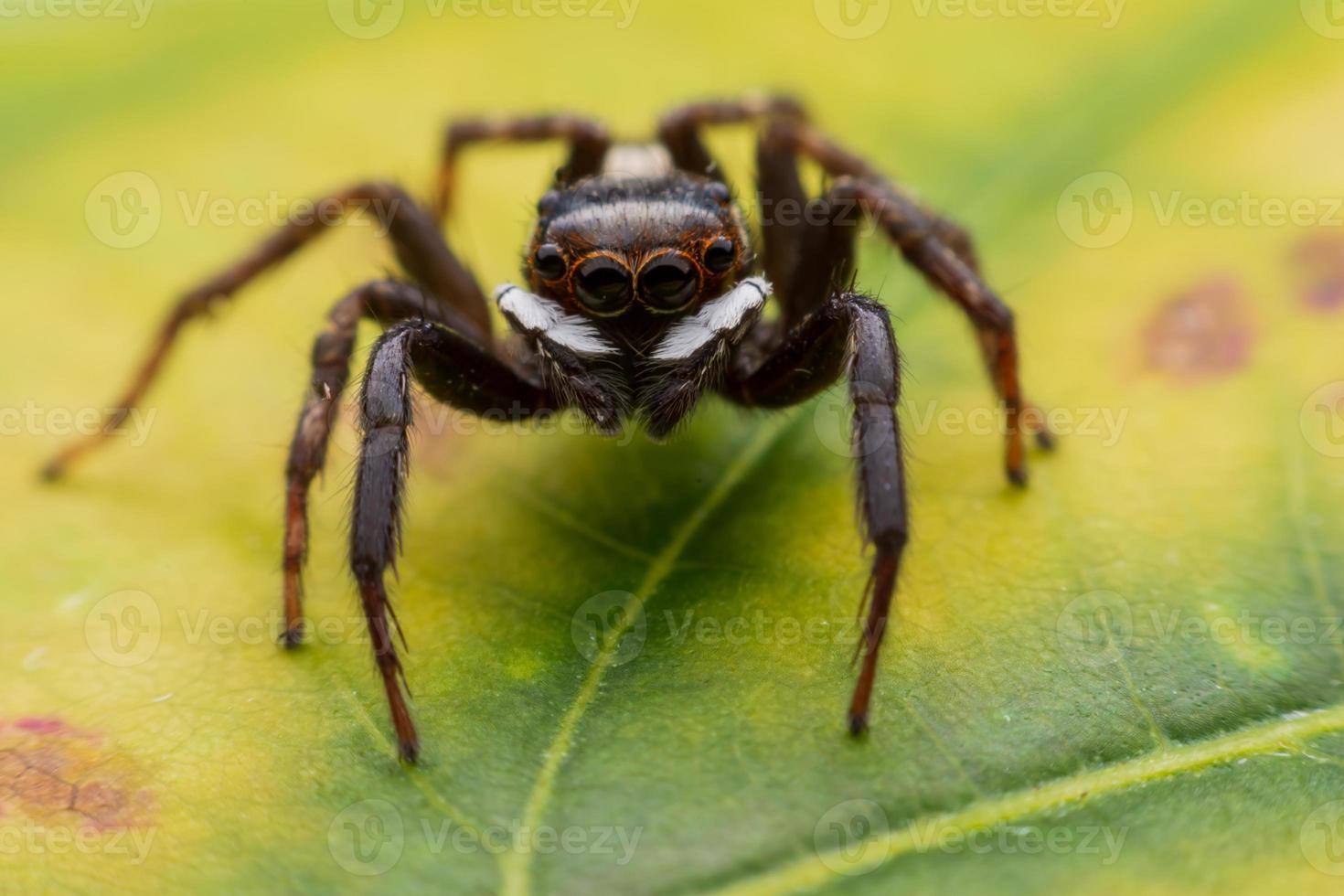 Close up jumping spiders on the wall photo