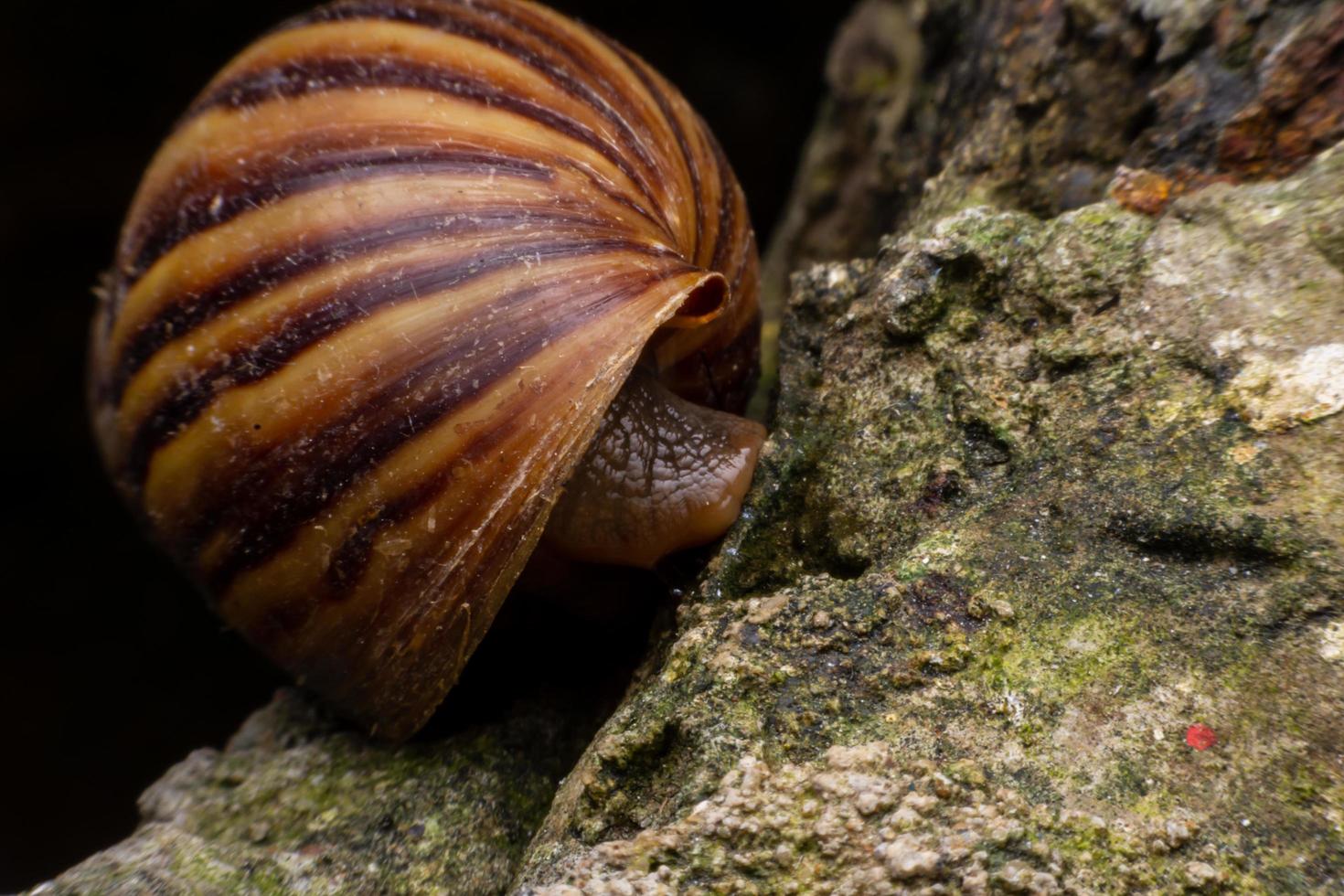 cierra un caracol posado en el borde de una maceta. foto