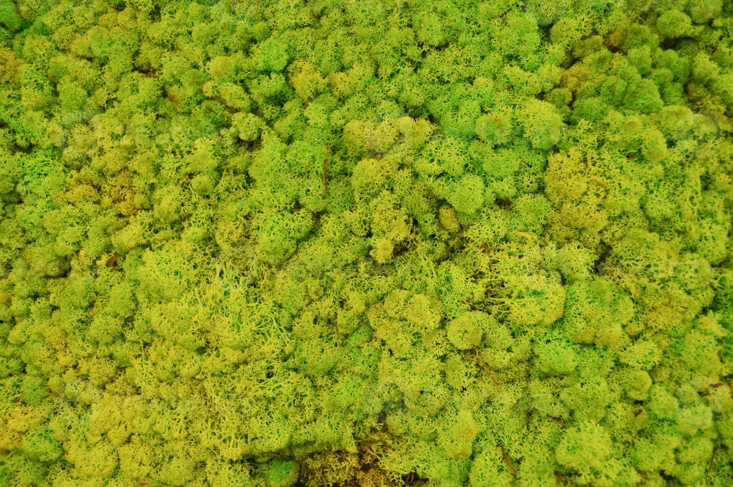 Green moss plant background photo